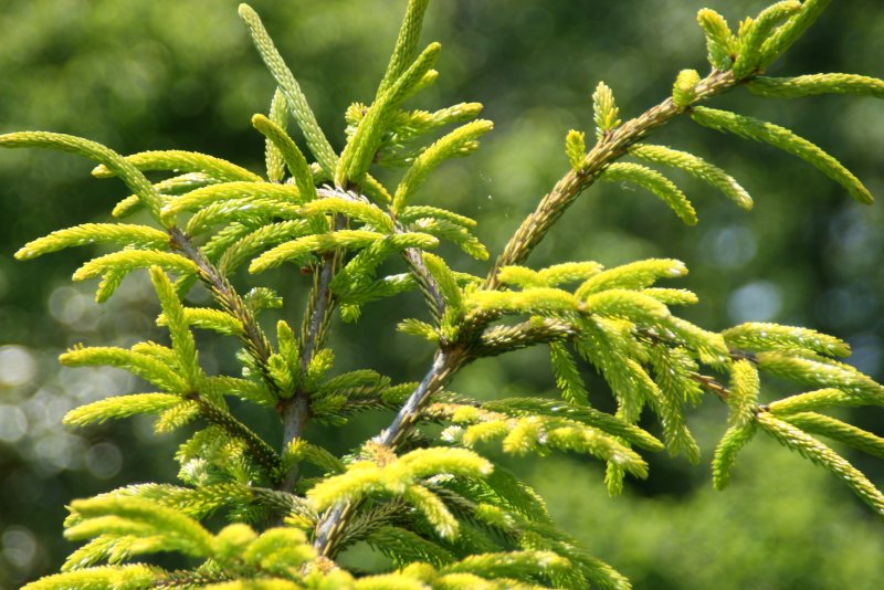 Picea orientalis 'Aurea'