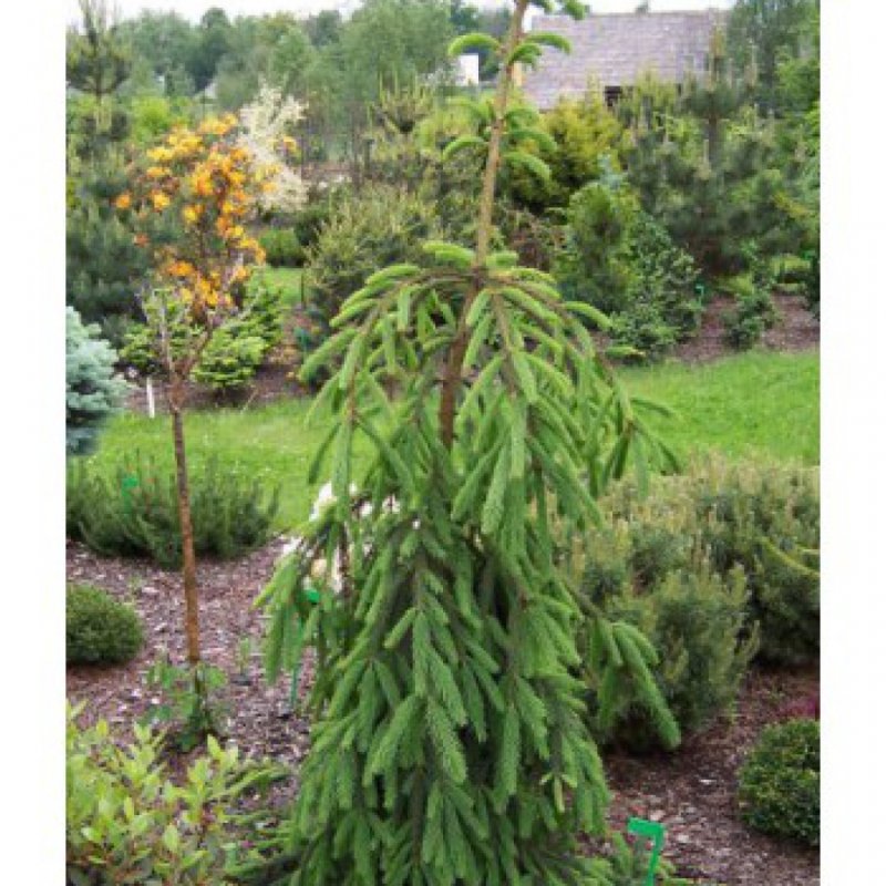 Picea Abies (ель обыкновенная) 'virgata'