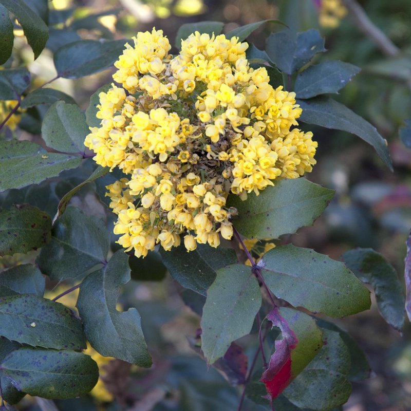 Магония падуболистная (Mahonia aquifolium Apollo) м66
