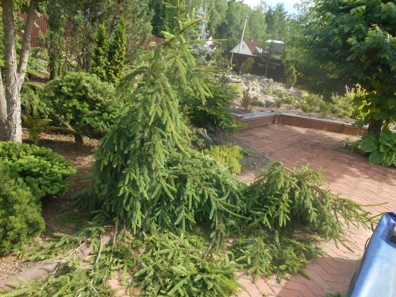 Ель Picea Abies Loreley