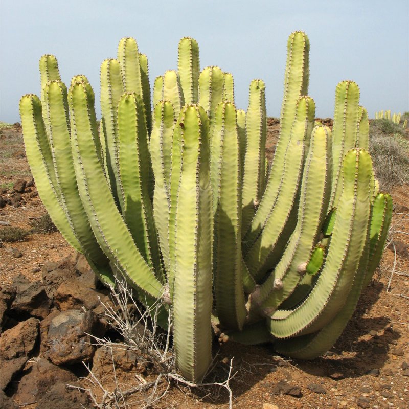 Молочай Канарский Euphorbia canariensis