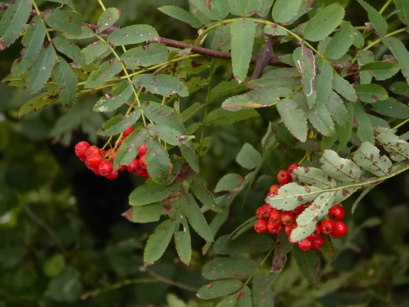 Rowan Hawthorn