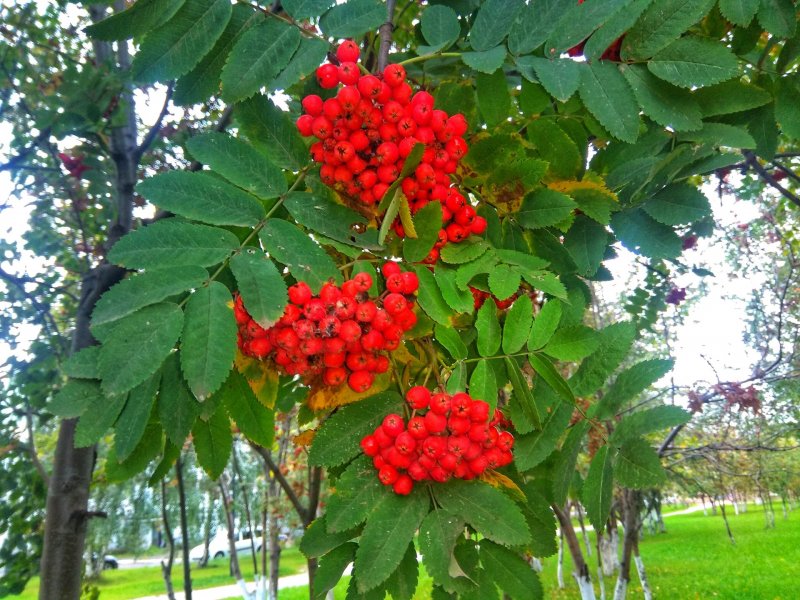Рябина промежуточная Sorbus Intermedia