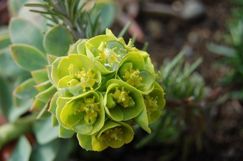 Молочай (Euphorbia)
