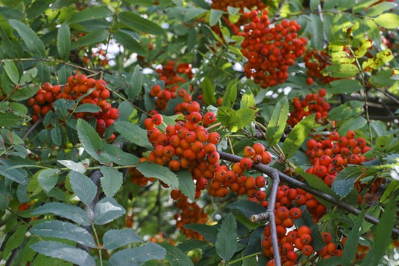 Рябина Камчатская кустарниковая