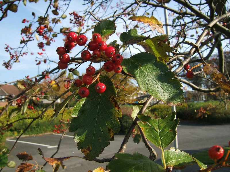 Рябина промежуточная Sorbus Intermedia