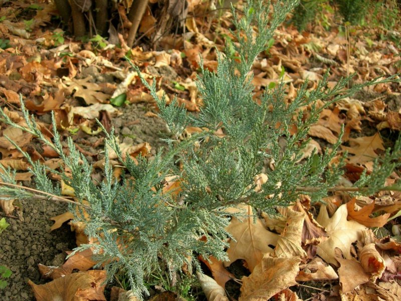 Можжевельник pfitzeriana glauca