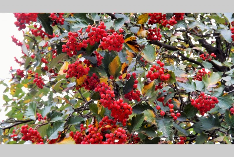 Рябина промежуточная Sorbus Intermedia