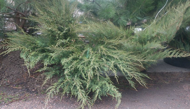 Можжевельник pfitzeriana glauca