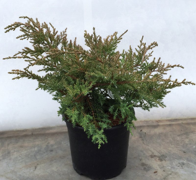 Juniperus pfitzeriana pfitzeriana compacta