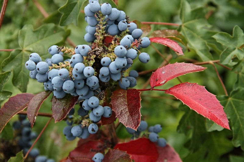 Магония Mahonia aquifolium