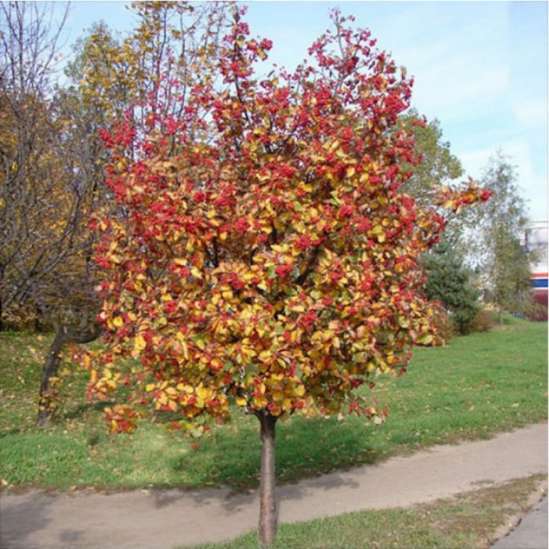 Рябина промежуточная (шведская) (Sorbus Intermedia)