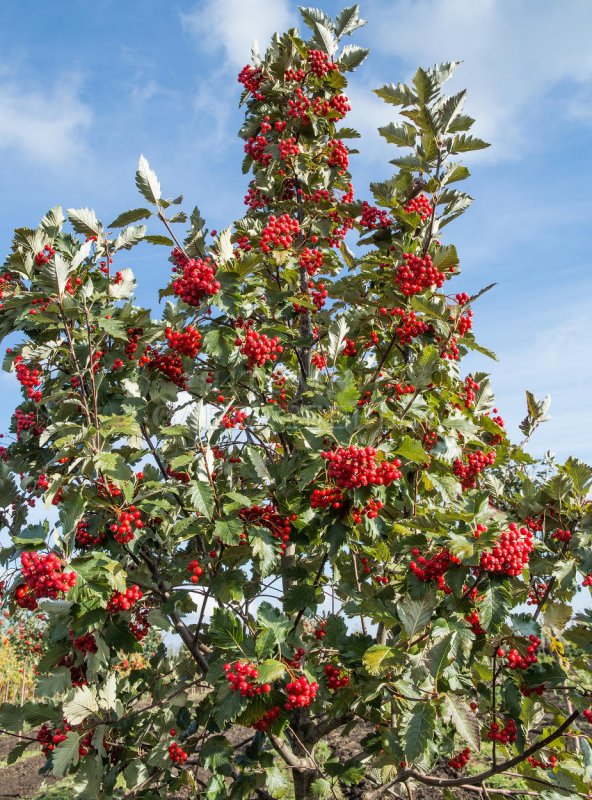 Рябина промежуточная (шведская) (Sorbus Intermedia)