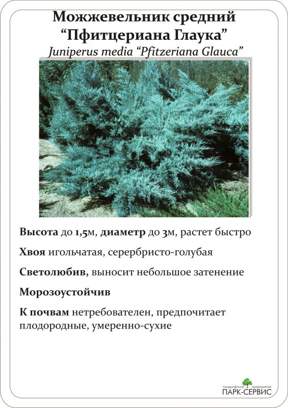 Можжевельник Пфитцериана Глаука в ландшафтном дизайне