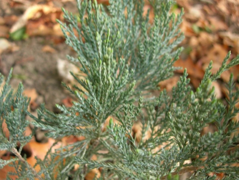 Juniperus virginiana glauca
