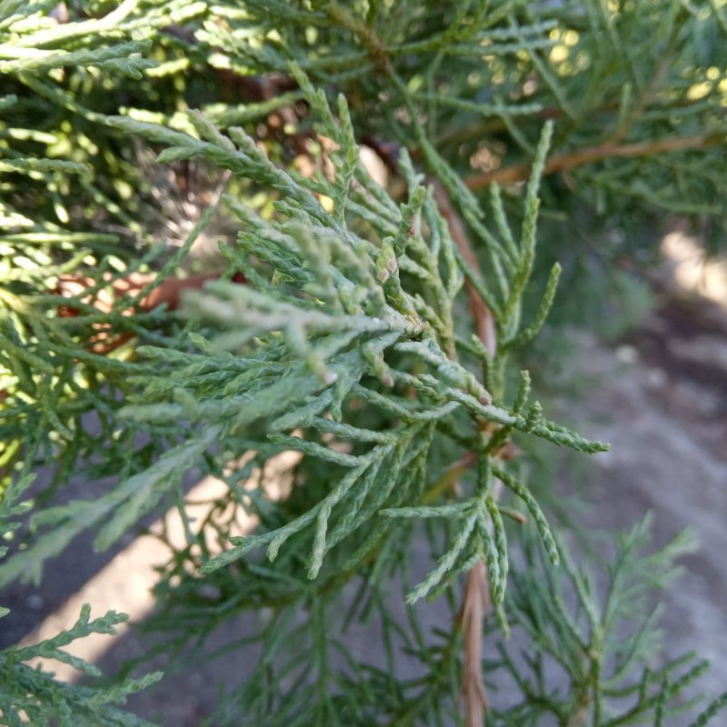 Juniperus Media pfitzeriana glauca можжевельник