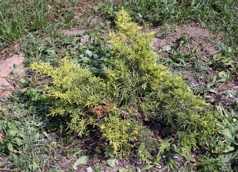 Можжевельник средний pfitzeriana glauca