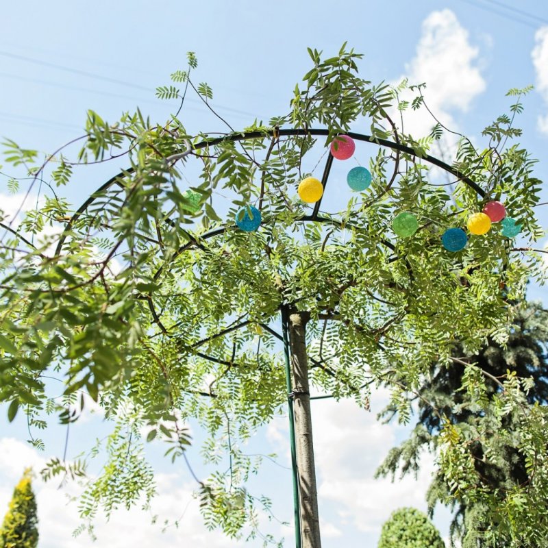 Рябина pendula