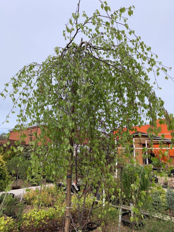 Рябина pendula