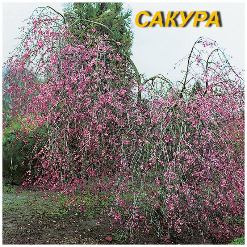 Береза повислая Юнги