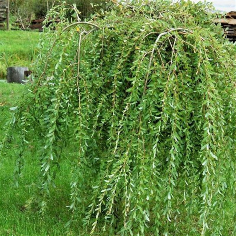 Рябина плакучая