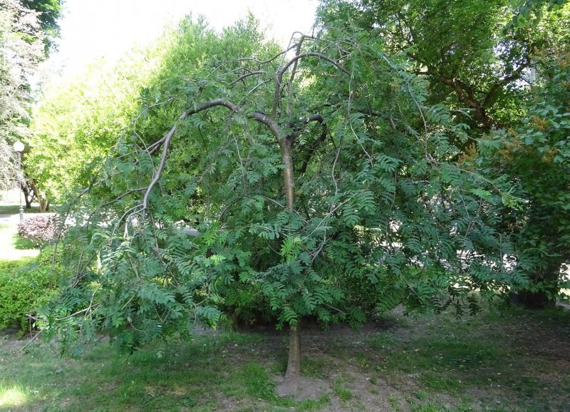 Sorbus aucuparia pendula 2 метра