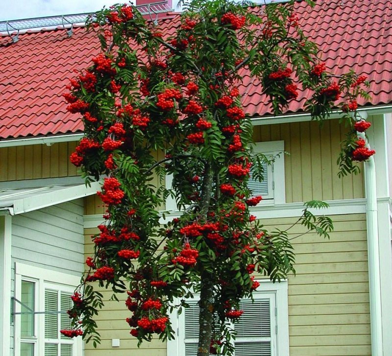 Sorbus aucuparia 'pendula'