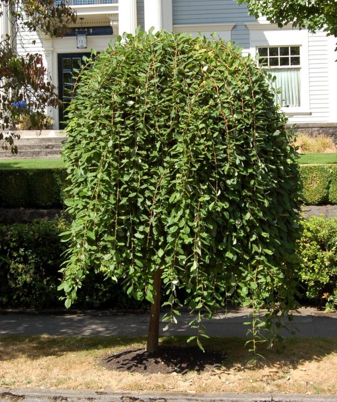 Fraxinus Excelsior 'Aurea pendula'