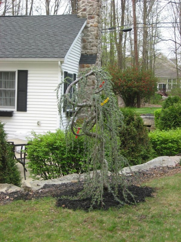 Prunus subhirtella 'pendula' (вишня)