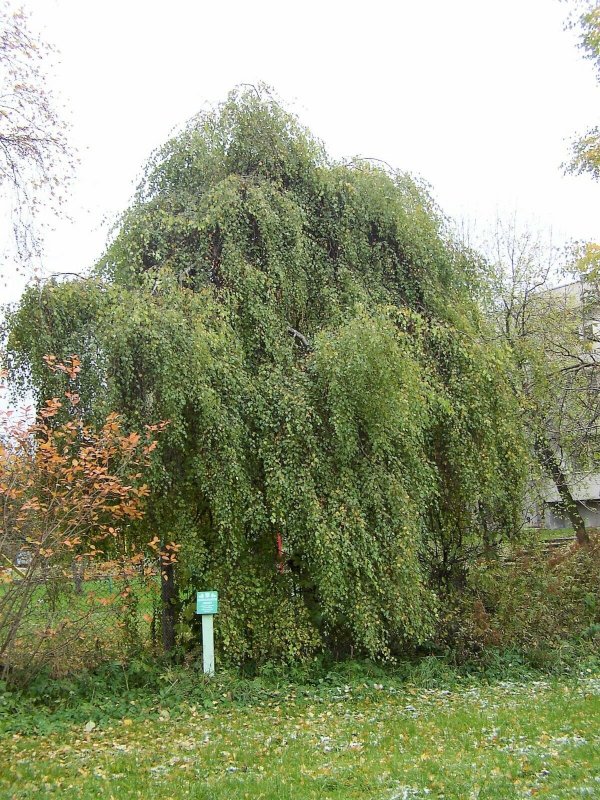 Рябина Пендула