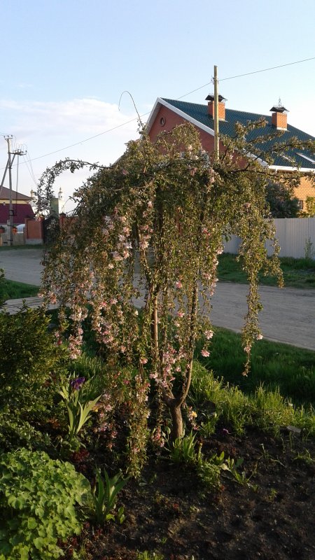 Кедр Гималайский Пендула