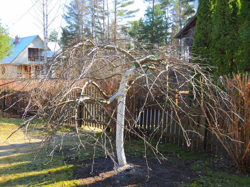 Акация (Карагана) древовидная (Caragana arborescens) Пендула