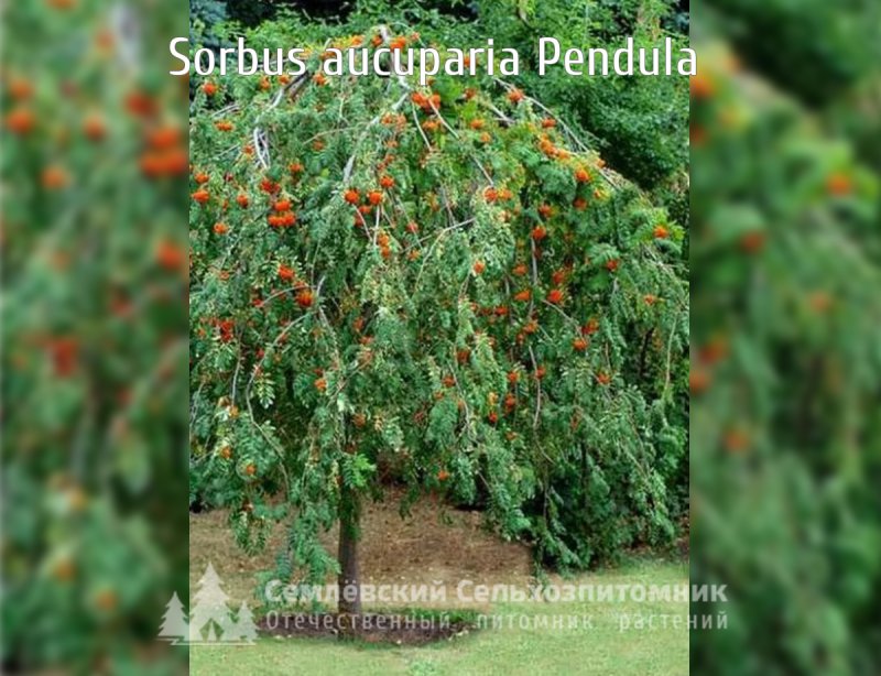 Дуб черешчатый pendula