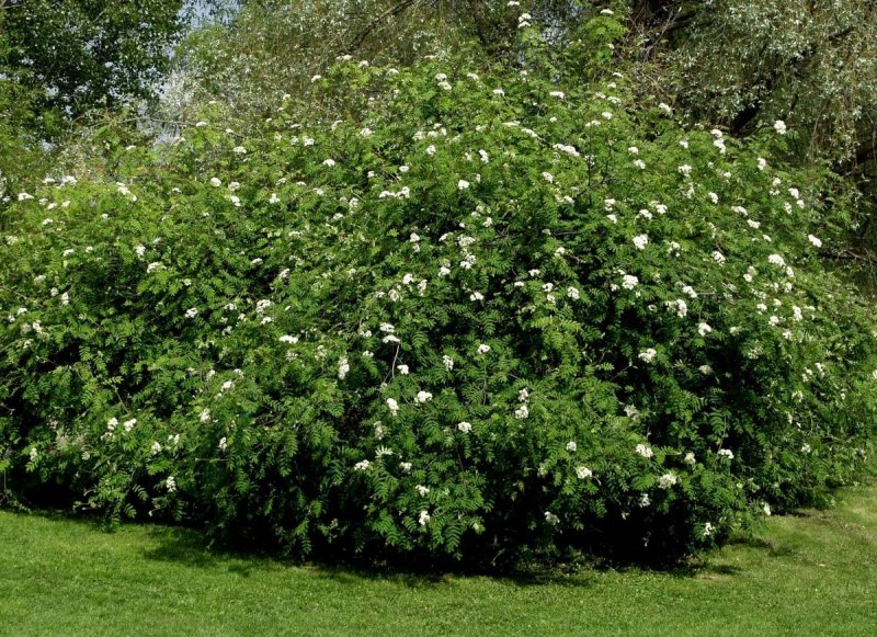 Рябина плакучая