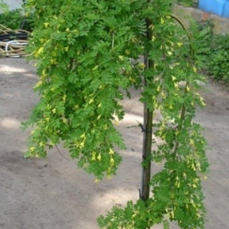 Ива цельнолистная Пендула
