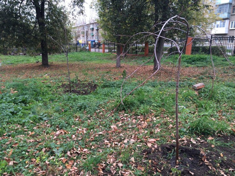 Рябина обыкновенная Sorbus aucuparia
