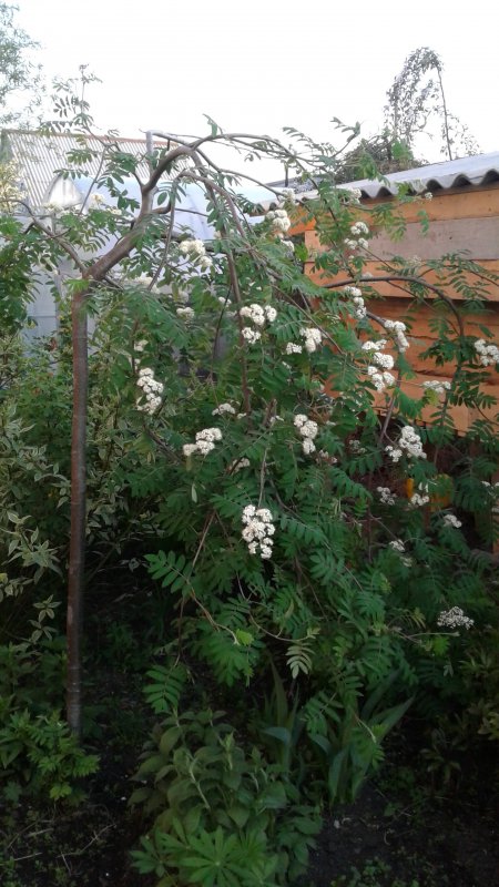 Рябина pendula