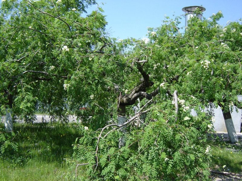 Граб Пендула рядом с колодцем