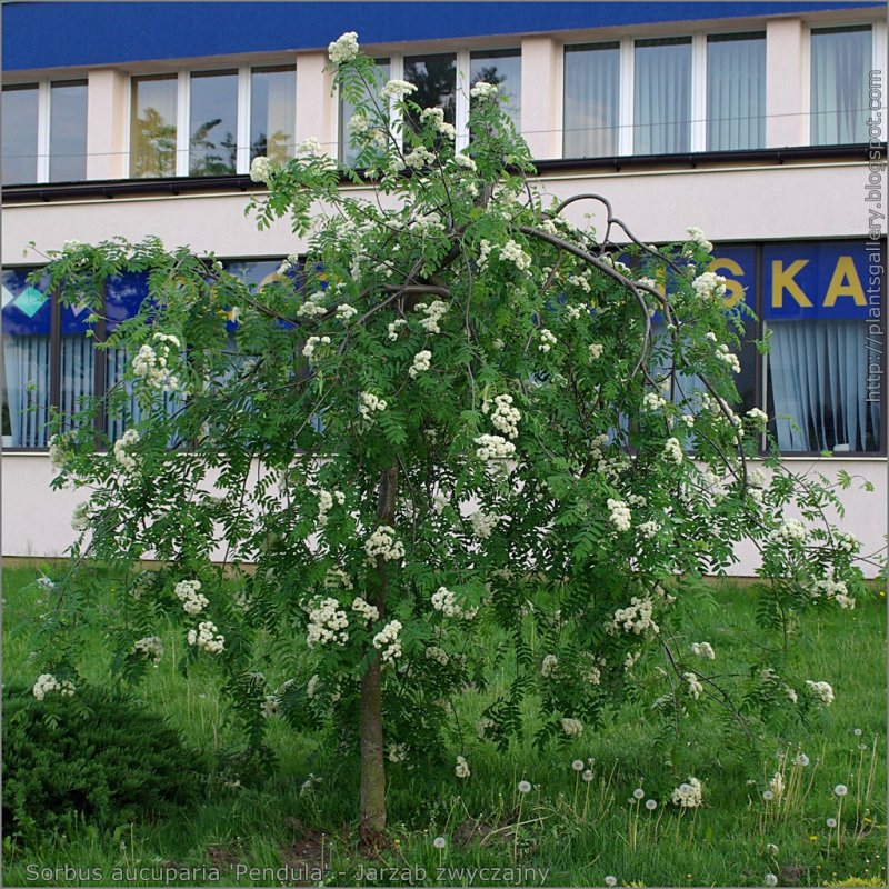 Рябина обыкновенная Пендула