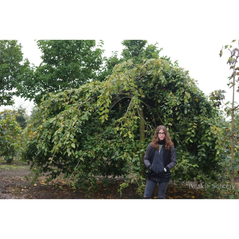 Рябина обыкновенная Пендула (Sorbus aucuparia pendula)
