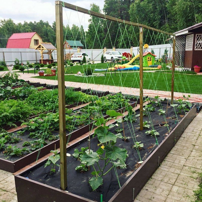 Грядка для огурцов