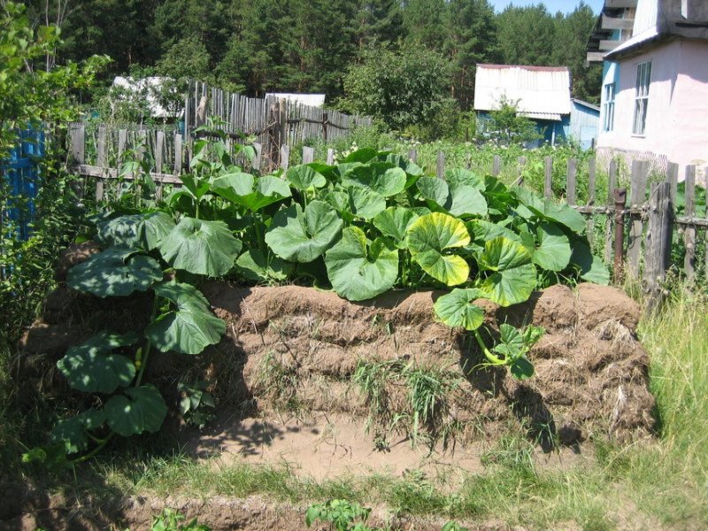 Грядка для кабачков