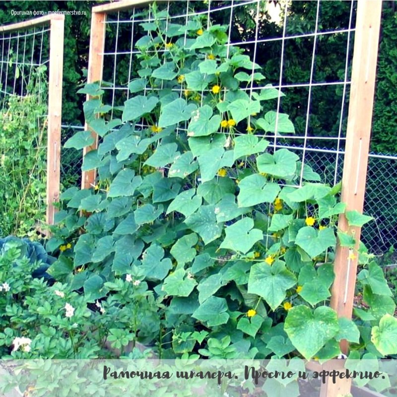 Шпалерная подвязка огурцов