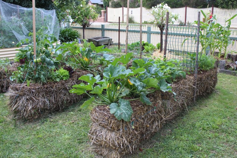 Straw Bale Gardening