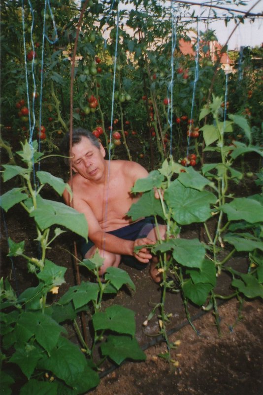 Огурцы на даче