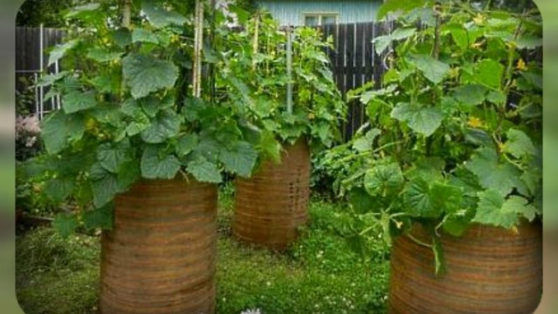 Огурцы в бочках