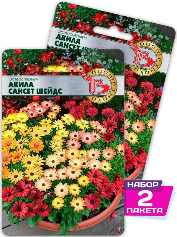 Остеоспермум Akila Sunset Shades