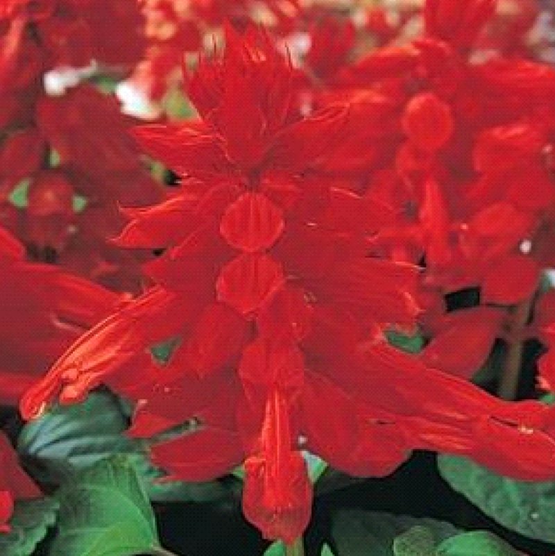 Сальвия Splendor Turbo Red