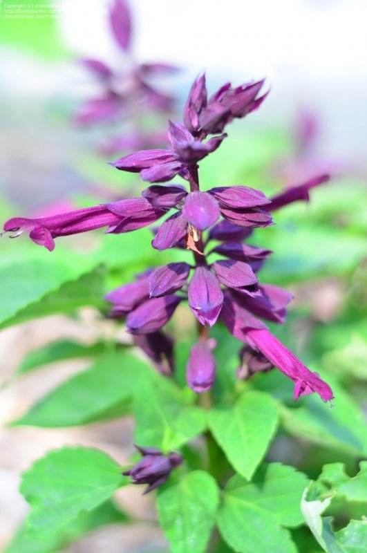 Сальвия Виста Purple