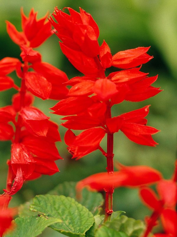 Сальвия splendens Red